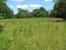 Rhode Island meadow