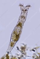 Tardigrade