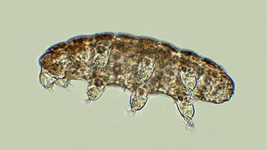 Rotifer