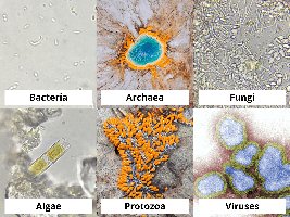 Major categories of microbes: Bacteria, Archaea, Fungi, Algae, Protozoa, Viruses
