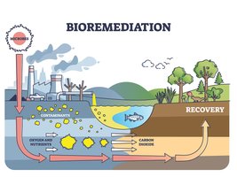Diagram of bioremediation process