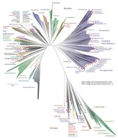 Microbial phylogenetic tree