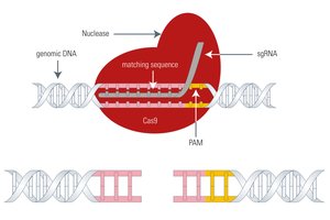 CRISPR-Cas9 gene editing mechanism