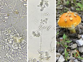 Microscopic and macroscopic images of fungi