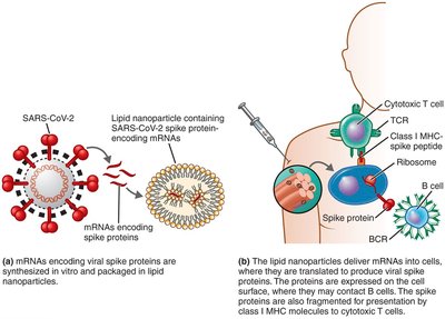Mechanism of mRNA vaccine action