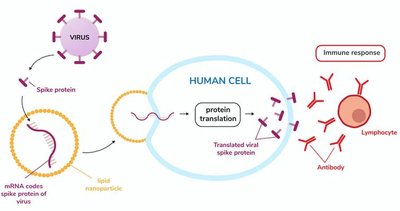 Immune response to mRNA vaccine