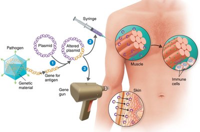 Recombinant vector vaccine delivery and immune response