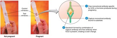 Pregnancy test using monoclonal antibodies