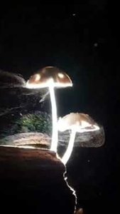 Mushrooms releasing microscopic spores