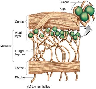Diagram of lichen thallus showing fungal and algal layers