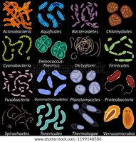 Major groups of bacteria with representative morphologies