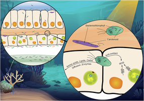 Hydrothermal vent ecosystem and thermophilic bacteria