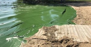 Phototrophic bacteria in aquatic environments