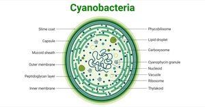 Cyanobacteria cell structure