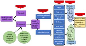 Purple sulfur bacteria in anoxic environments