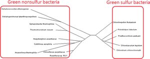 Green sulfur bacteria classification