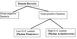 Ecological roles of phototrophic bacteria