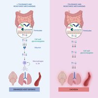 Classification of Gram-positive bacteria by G+C content