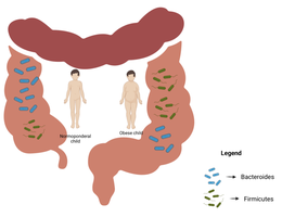 Bacteroidetes and Firmicutes distribution in gut