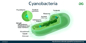 Structure of cyanobacteria