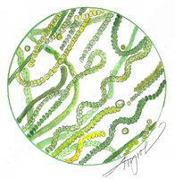 Microscopic view of cyanobacteria filaments