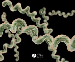 Spirochete morphology