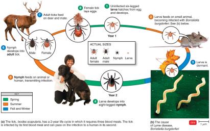 Life cycle of the tick vector of Lyme disease