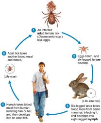 Life cycle of the tick vector of Rocky Mountain spotted fever