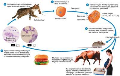 Life cycle of Toxoplasma gondii
