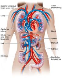 Diagram of the human cardiovascular system and related structures