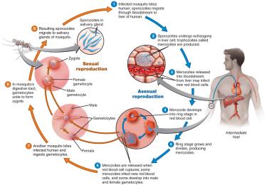 Life cycle of Plasmodium vivax