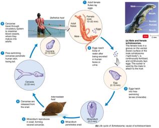Life cycle of Schistosoma