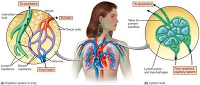 Relationship between the cardiovascular and lymphoid systems