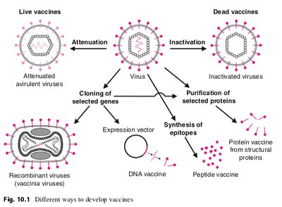 Diagram of vaccine development strategies