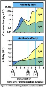 Graph of antibody level and affinity after immunization