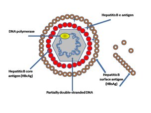 Diagram of Hepatitis B virus antigens