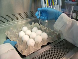 Growing influenza in fertilized chick embryos
