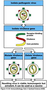 Diagram of recombinant attenuation of viruses