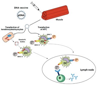 Diagram of DNA vaccine mechanism