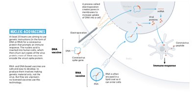 Diagram of nucleic acid vaccines (DNA and RNA)