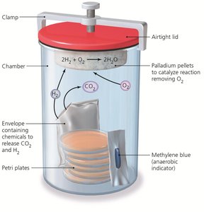 Anaerobic culture system