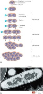 Binary fission steps