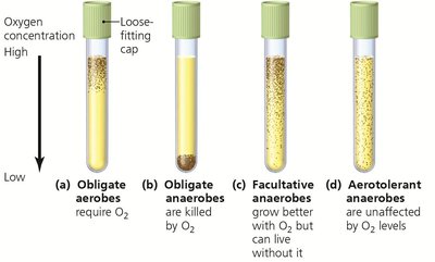 Thioglycolate medium showing oxygen requirements