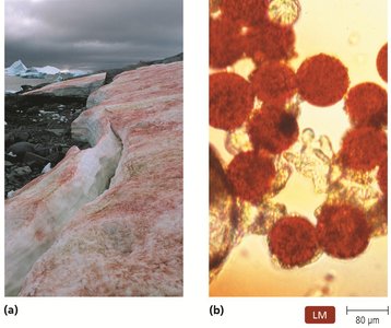 Psychrophile example in cold environment