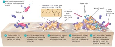 Biofilm development stages