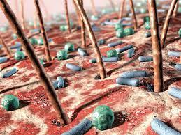 Microbes on skin