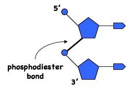 DNA double helix structure