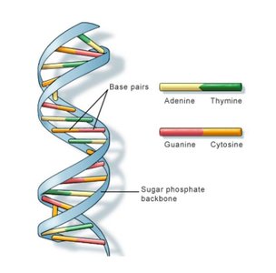 Base pairing: A-T and G-C