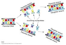 DNA replication overview