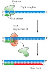 DNA replication steps with primase and polymerase